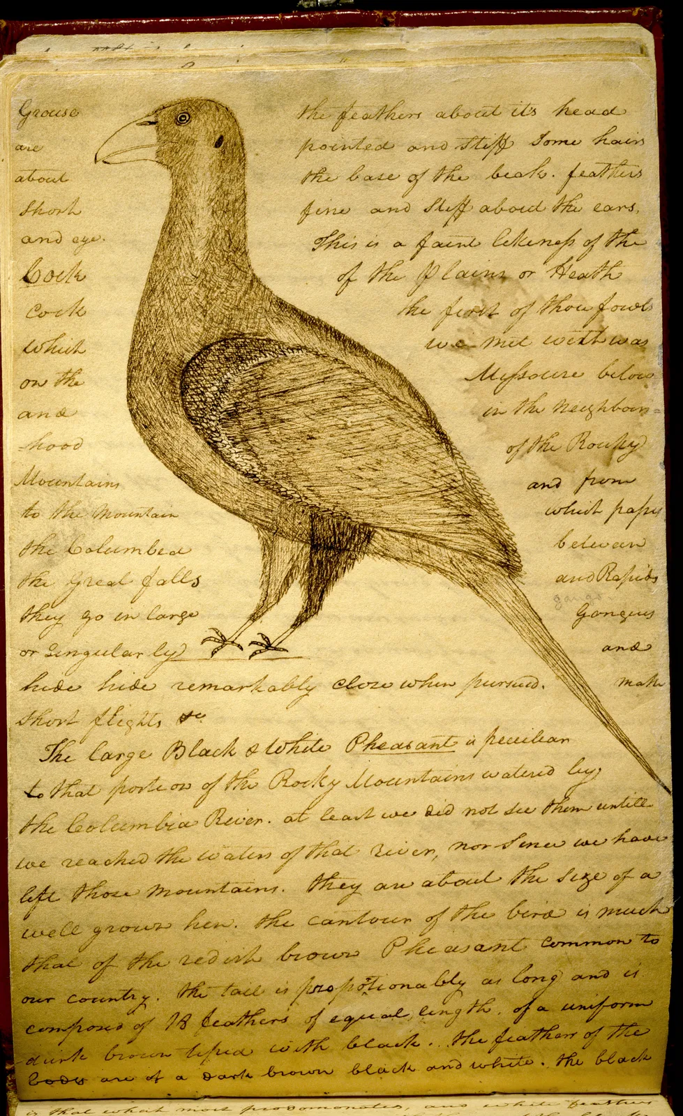 Una página del diario de William Clark del 2 de marzo de 1806, con su dibujo en tinta de un urogallo de las artemisas, al que llamó el gallo de las llanuras