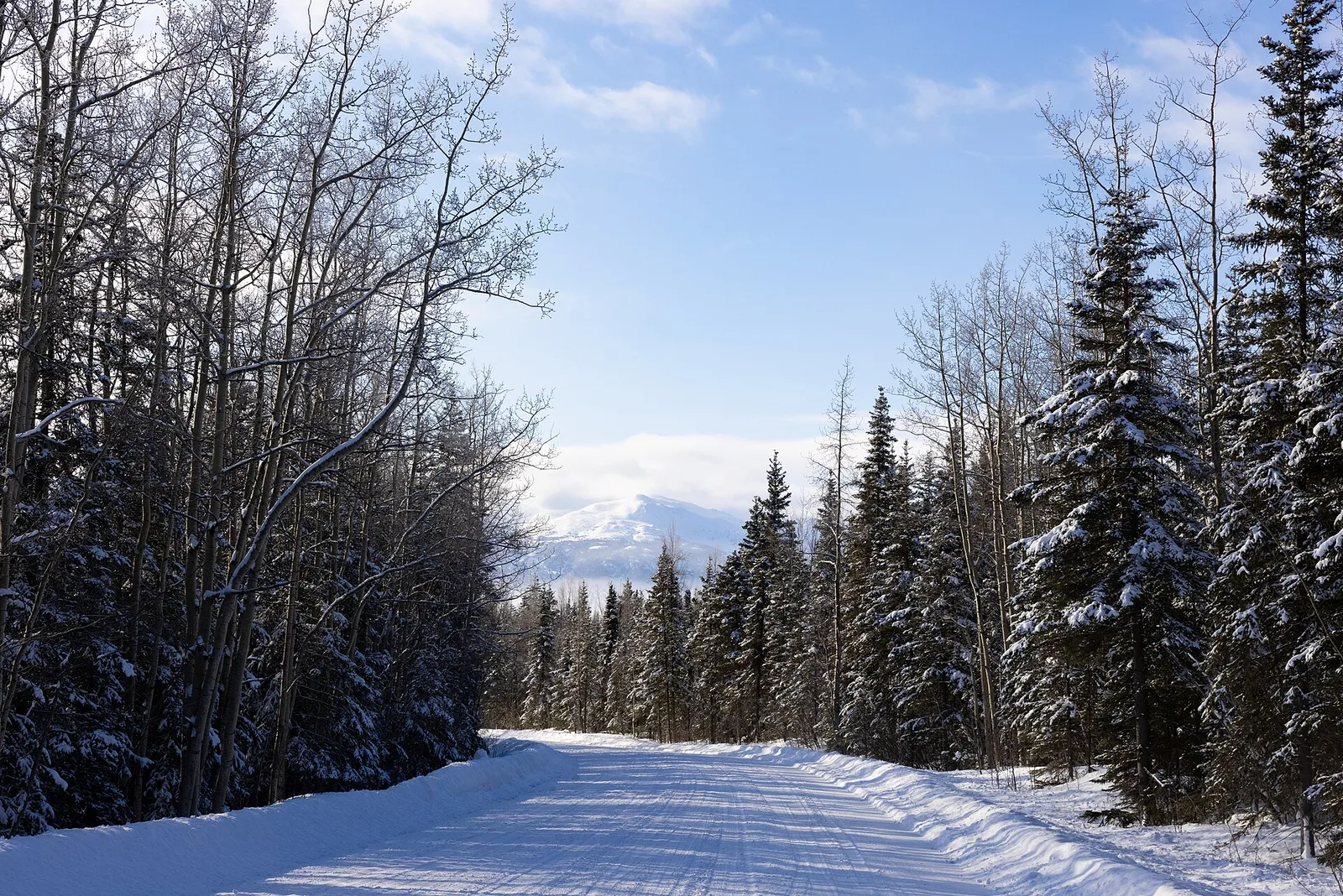 Winter road in Alaska, driving through a snowy landscape with snow-covered trees on either side.