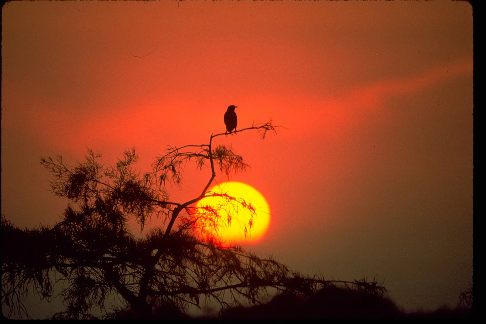 Everglades National Park sawgrass prairie and cypress domes at sunset, Florida