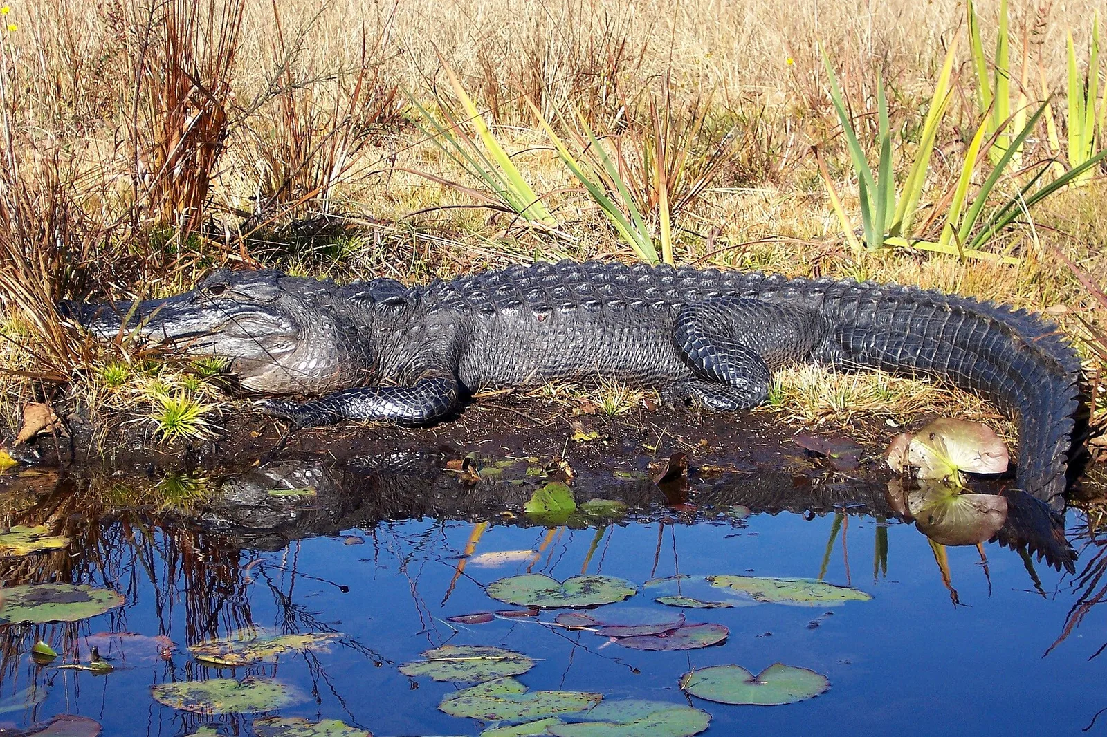 One of thousands of American alligators in the Okefenokee National Wildlife Refuge