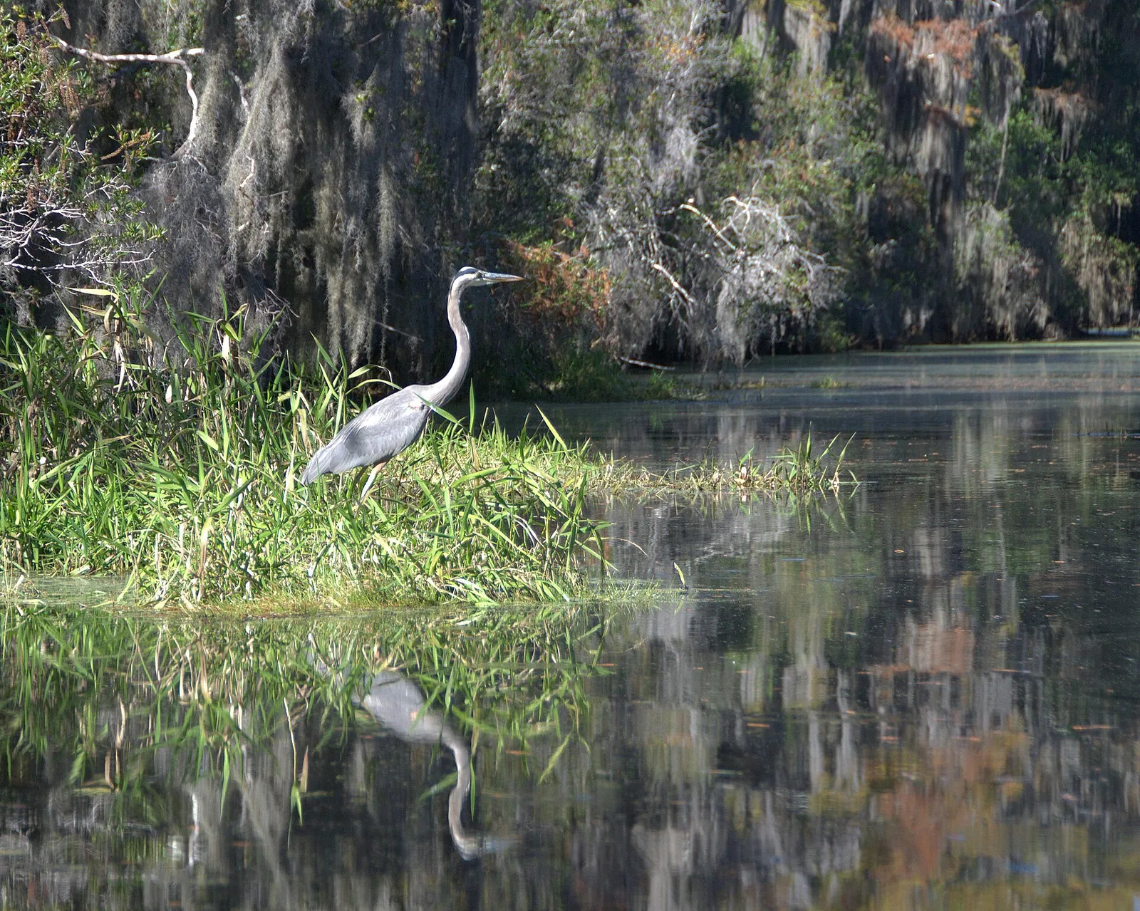 Okefenokee Swamp cypress forest with dark blackwater reflections, Georgia