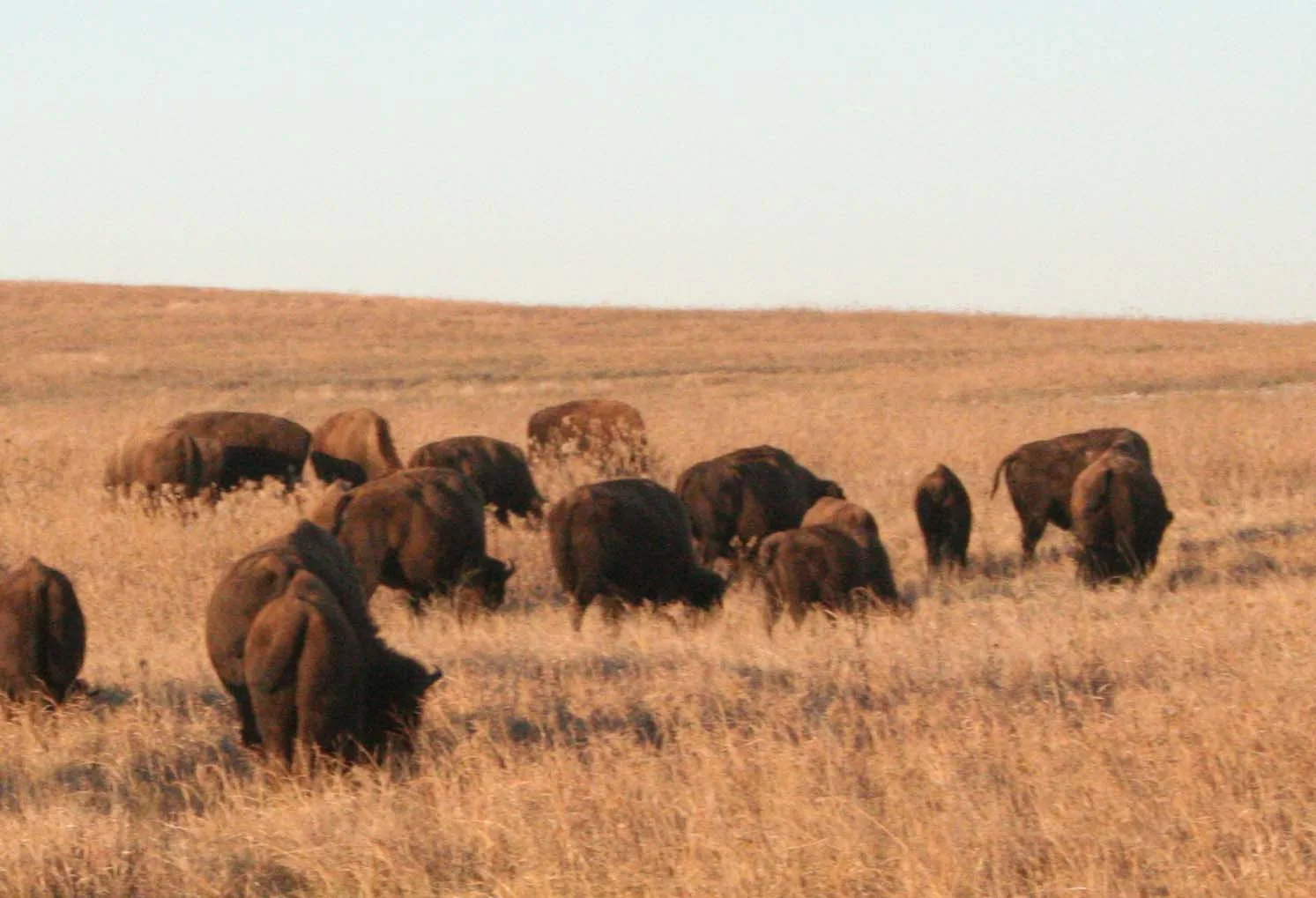 Bison herd grazing on the tallgrass prairie at Tallgrass Prairie National Preserve