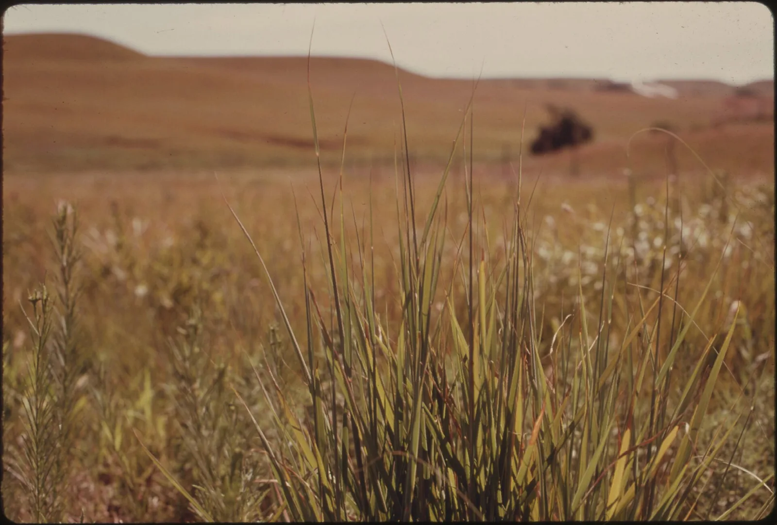 Tallgrass Prairie National Preserve stretching to the horizon under a wide Kansas sky