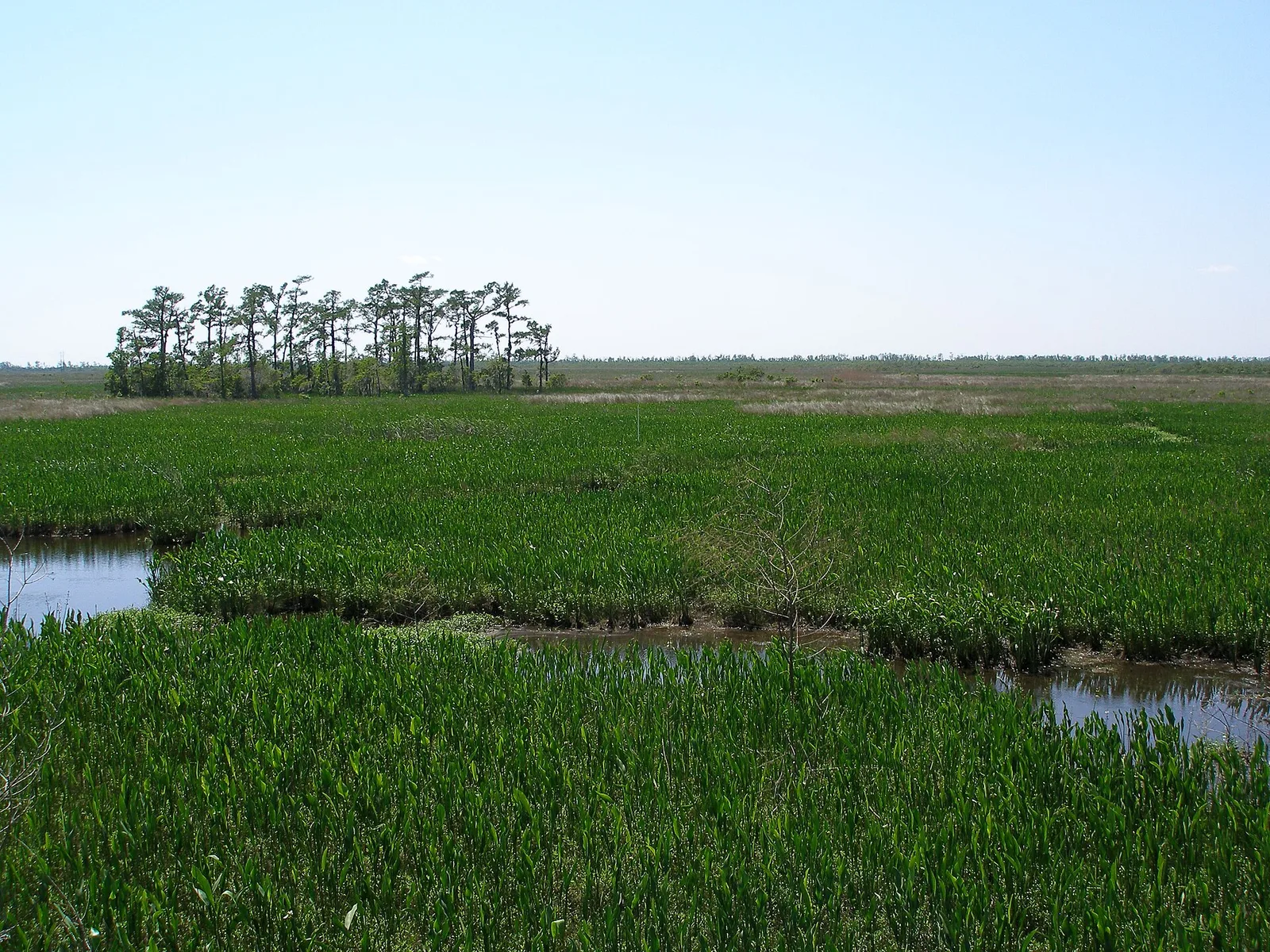 Ancient cypress trees draped in Spanish moss in the Barataria Preserve swamp