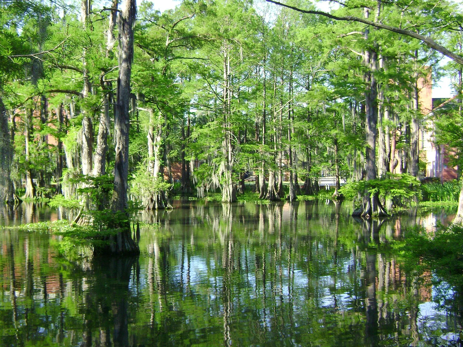 Cypress trees draped in Spanish moss in a Louisiana swamp at sunset