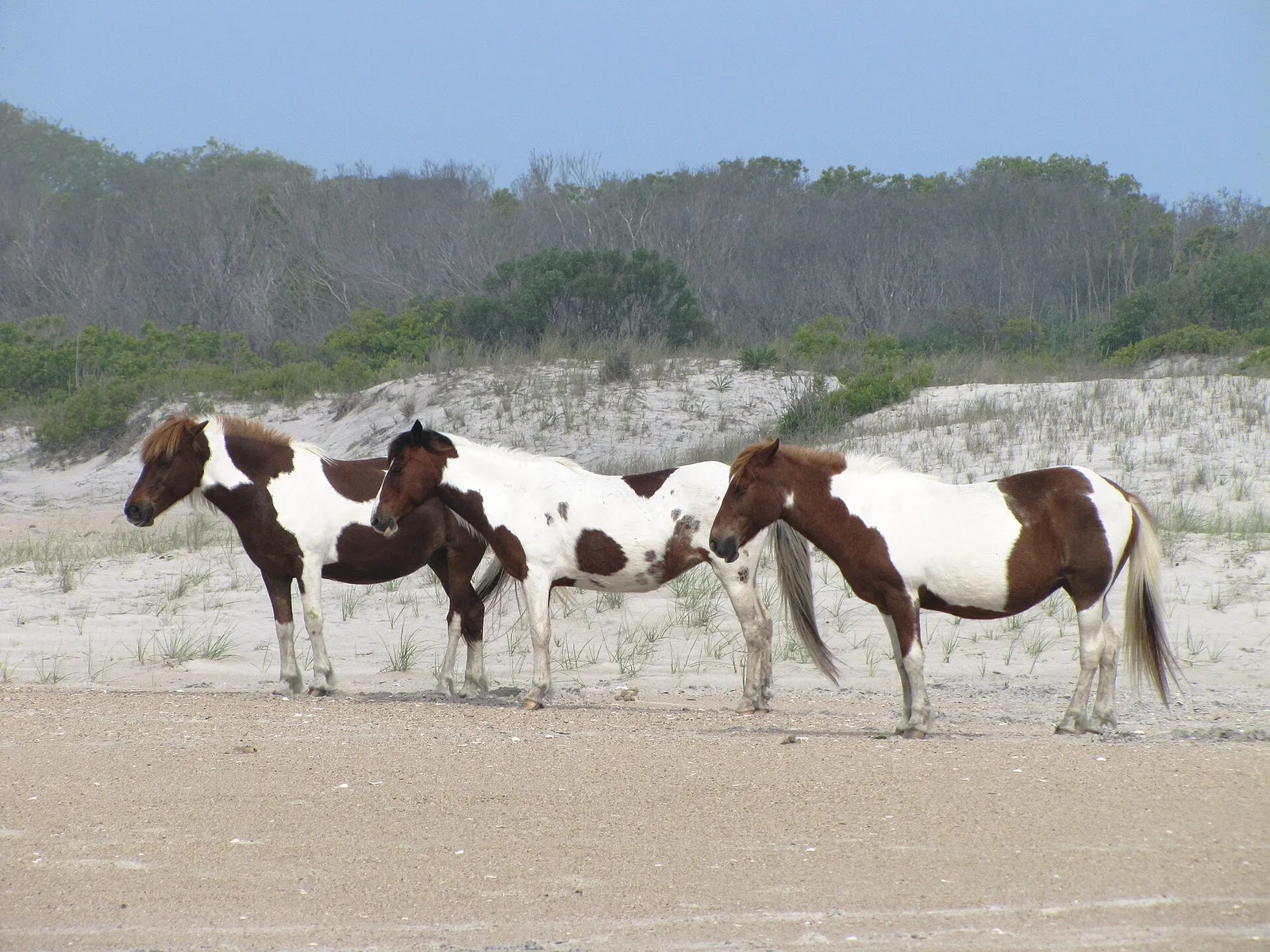 Wild ponies roaming the beach at Assateague Island National Seashore, Maryland