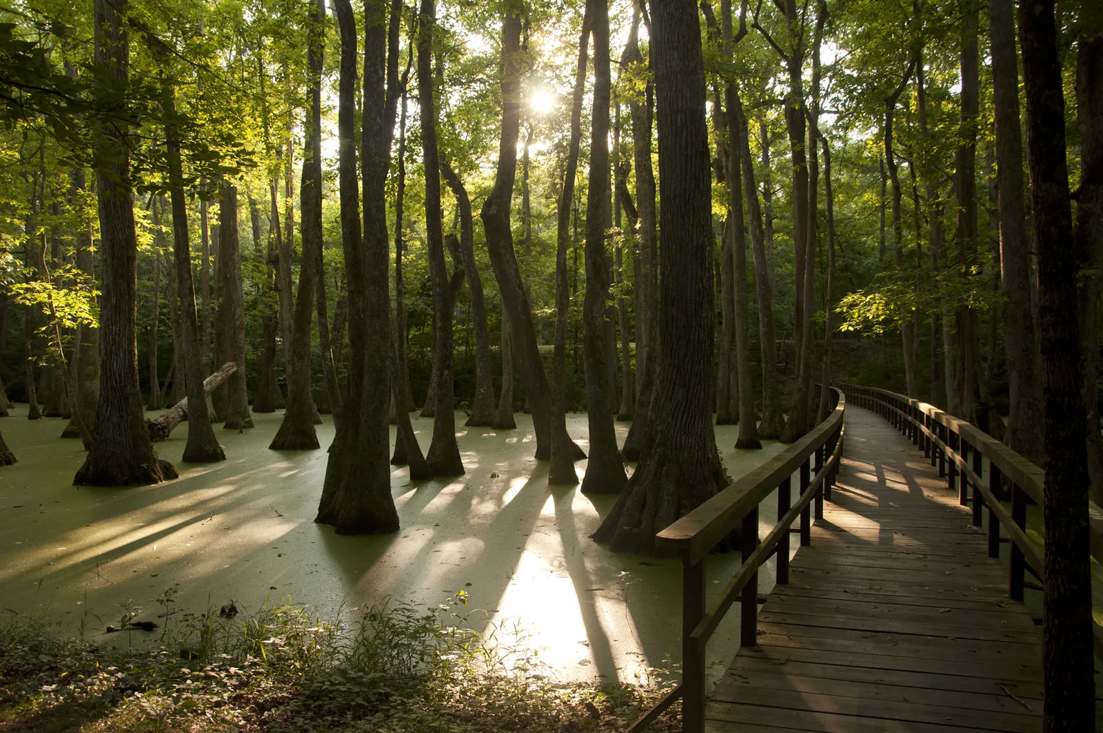 Boardwalk through ancient cypress swamp along the Natchez Trace Parkway