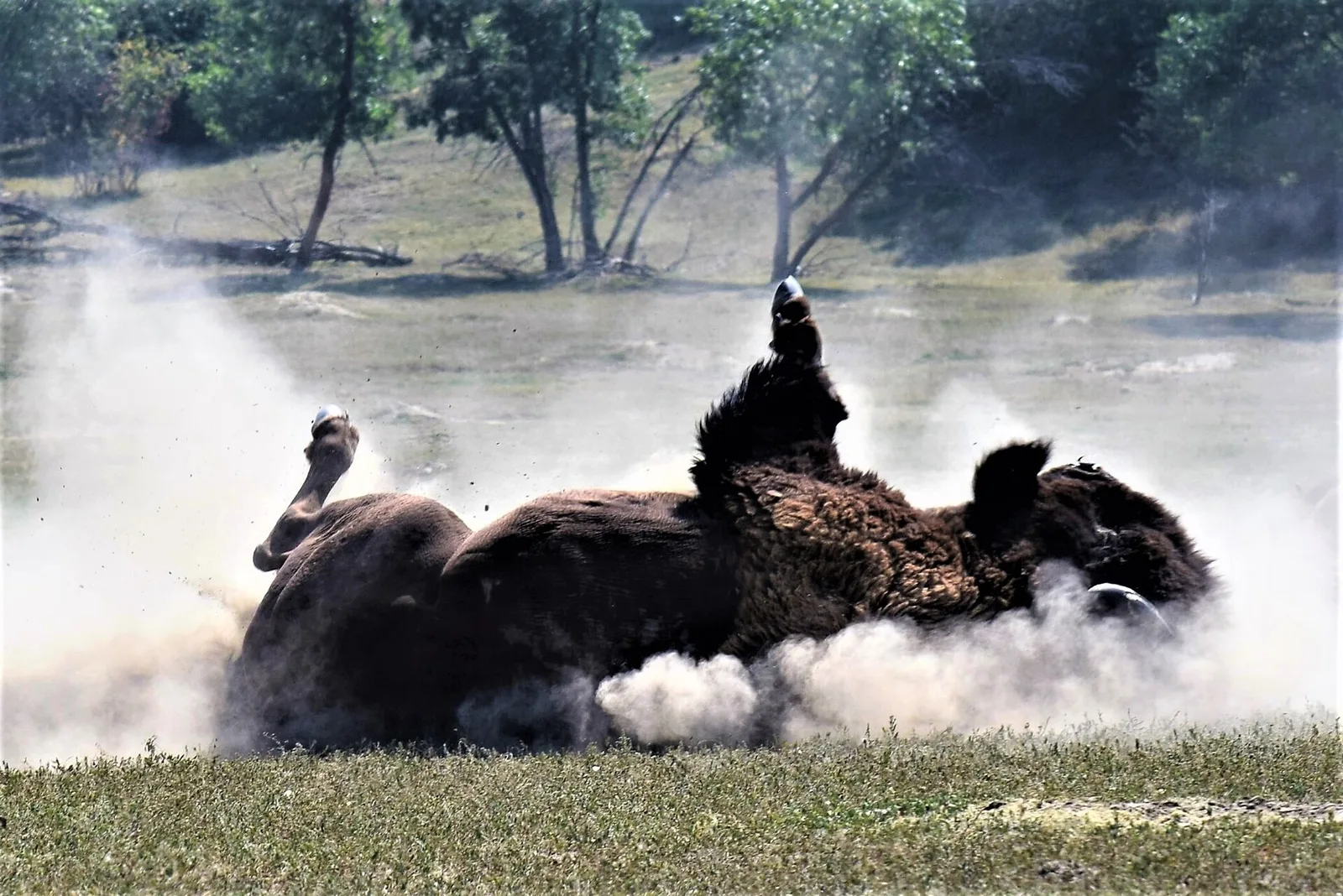 A bull bison rolling in the dust in Theodore Roosevelt National Park, North Dakota