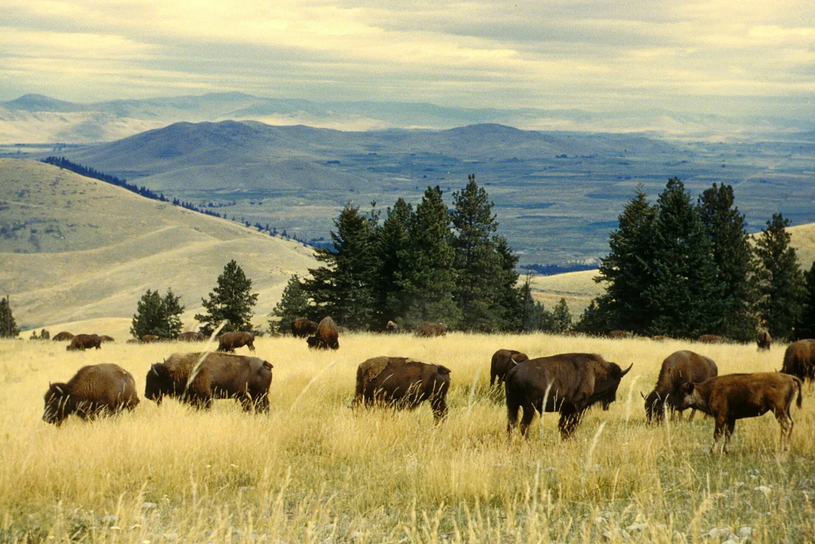 An American bison herd grazing on open prairie