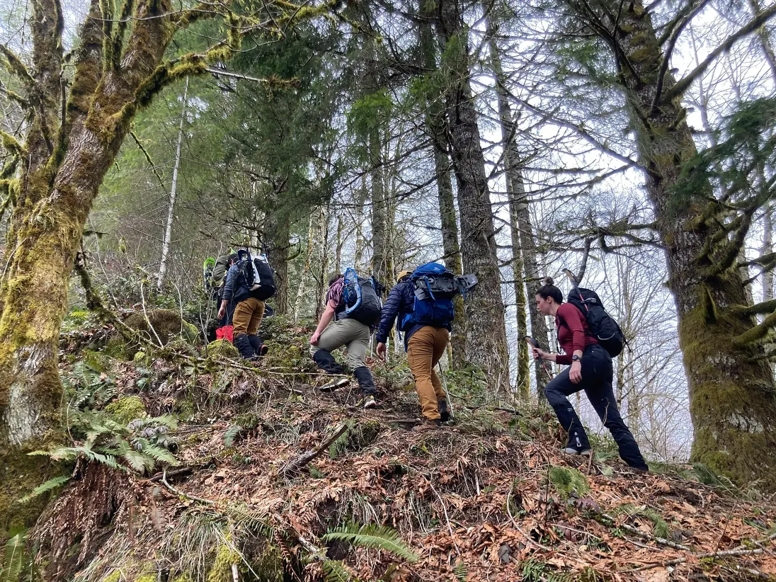Hikers on a forest trail in the Tillamook State Forest, the kind of Coast Range walking the Salmonberry Trail is intended to open up