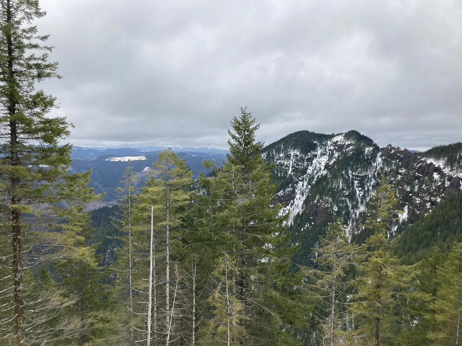 Dense second-growth Douglas fir and hemlock forest in the Tillamook State Forest, the largest of Oregon's state forests, which the Salmonberry Trail corridor passes through