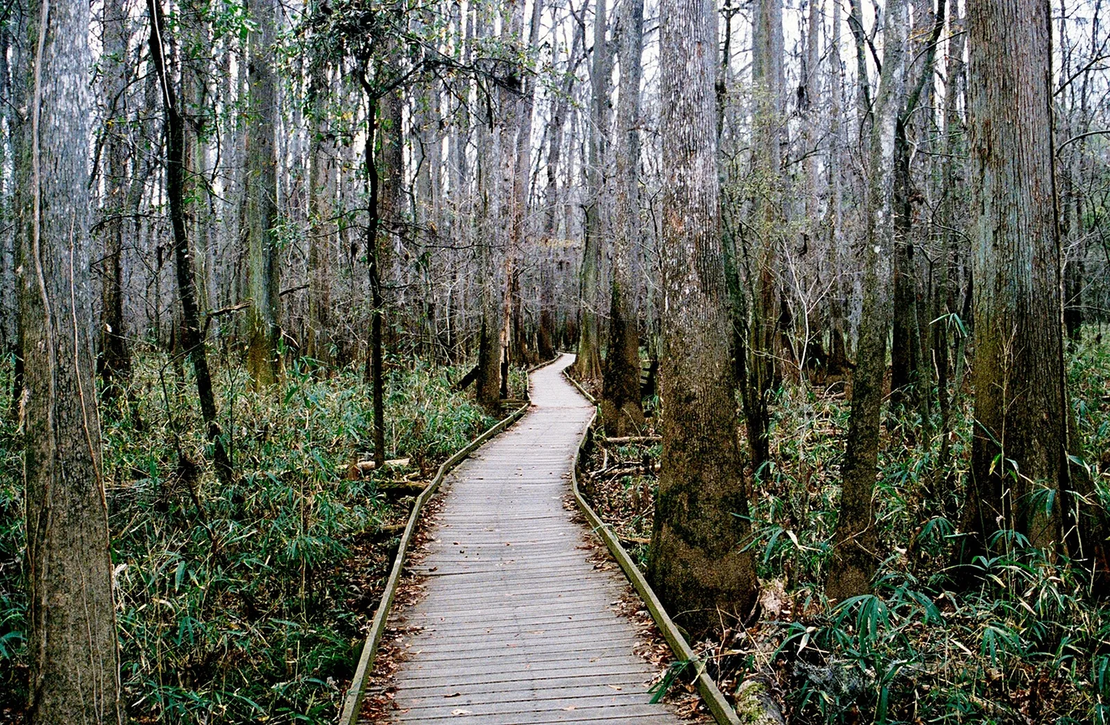 Congaree National Park boardwalk trail through old-growth forest
