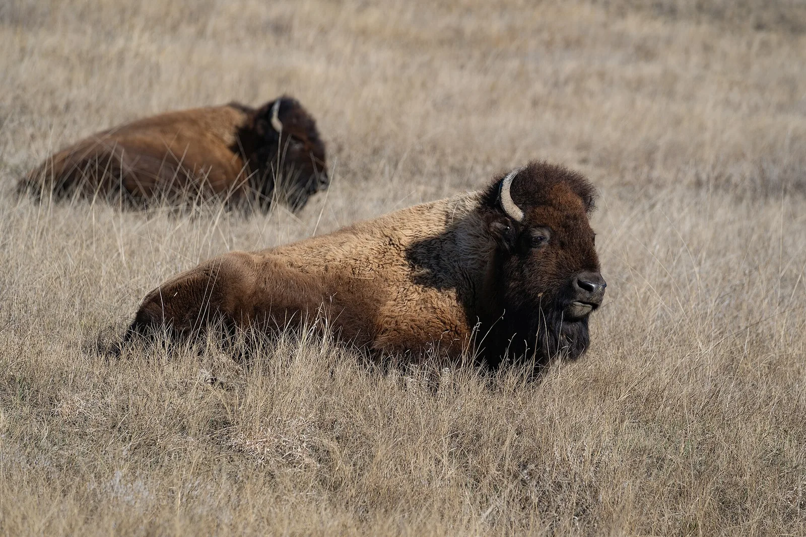 Free-roaming bison herd on the mixed-grass prairie of Badlands