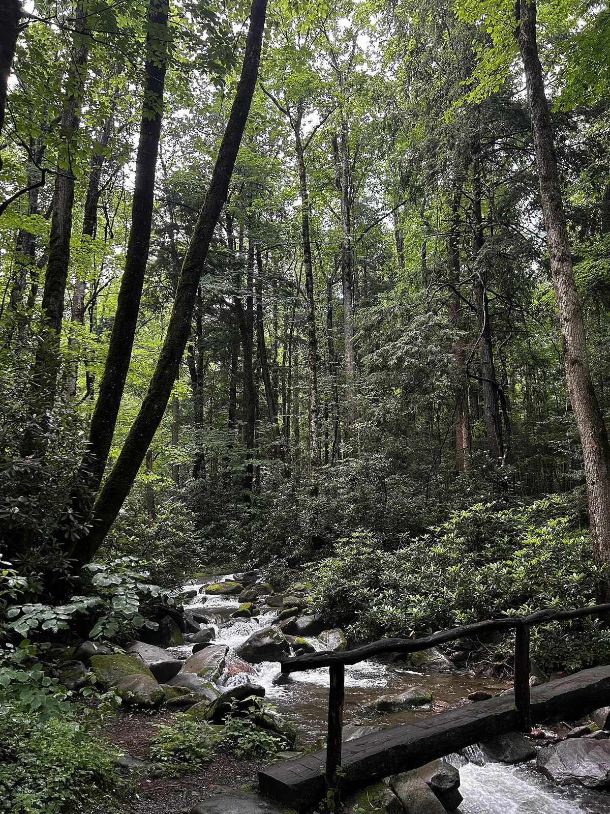 Great Smoky Mountains National Park misty forest Tennessee