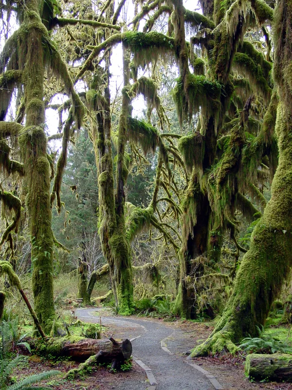 A trail winding through the Hoh Rain Forest's moss-draped old-growth trees in Olympic National Park, Washington