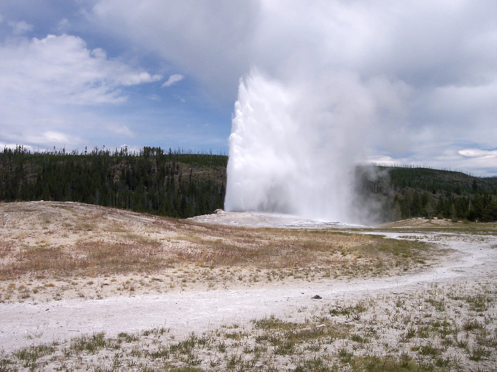 Old Faithful geyser erupting into a clear blue sky at Yellowstone National Park, Wyoming