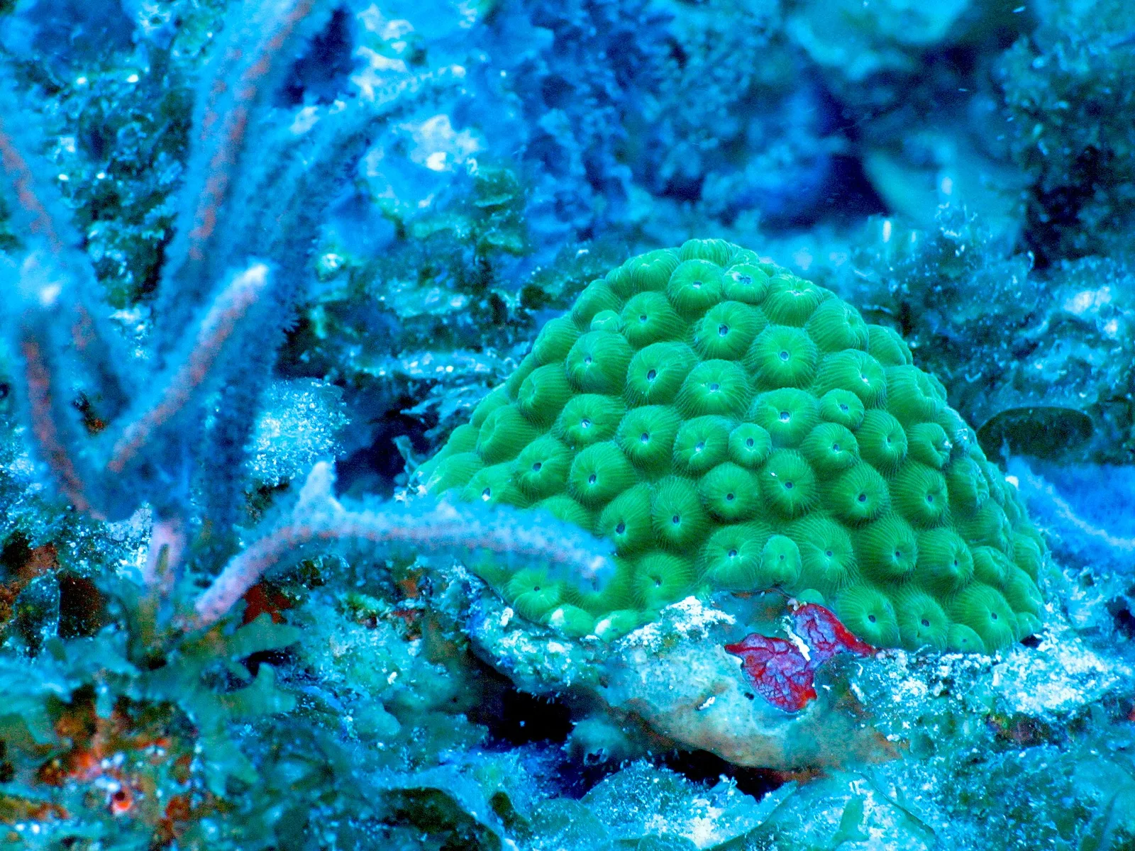 Navassa Island coral reef