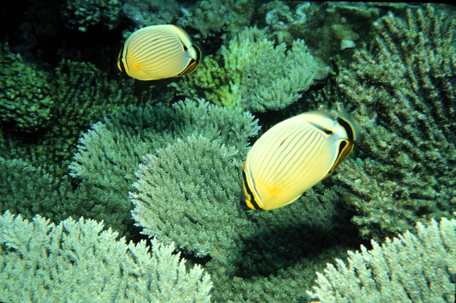 Two butterflyfish feeding among branching Acropora table coral on the reef at Johnston Atoll