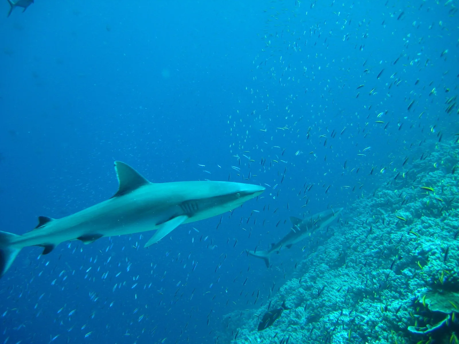Jarvis Island reef and surrounding waters