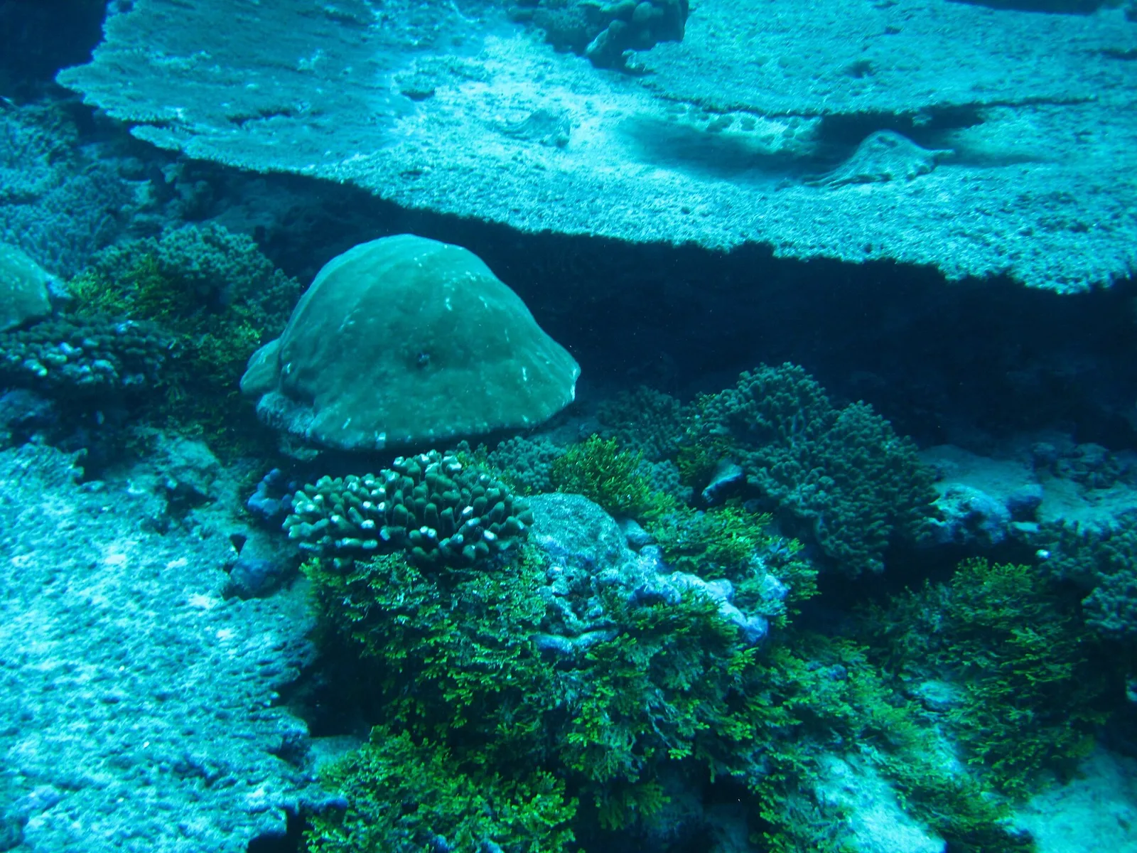Kingman Reef underwater coral ecosystem