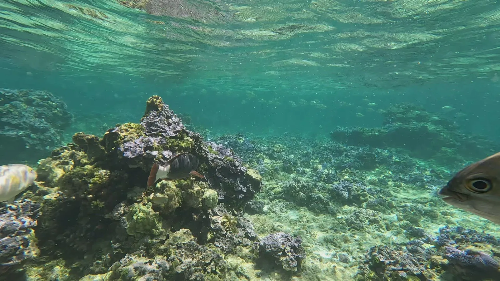 Midway Atoll reef and lagoon