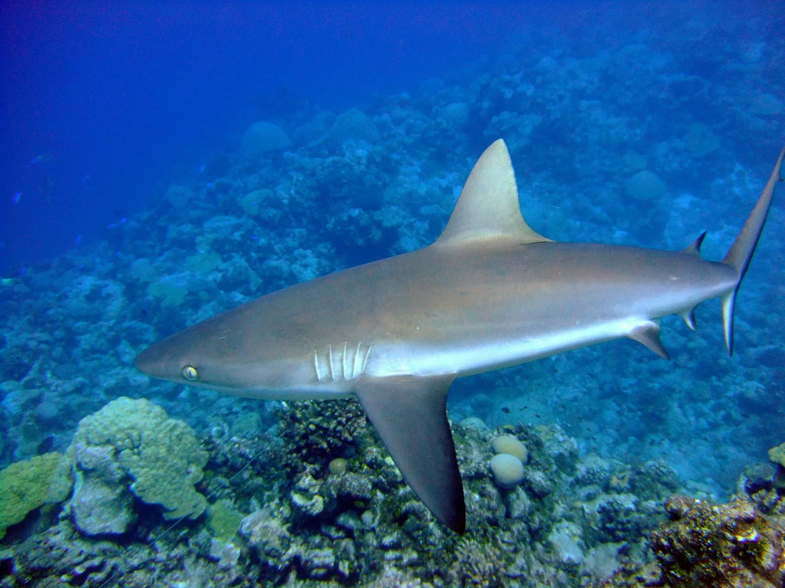 Wake Island reef and lagoon